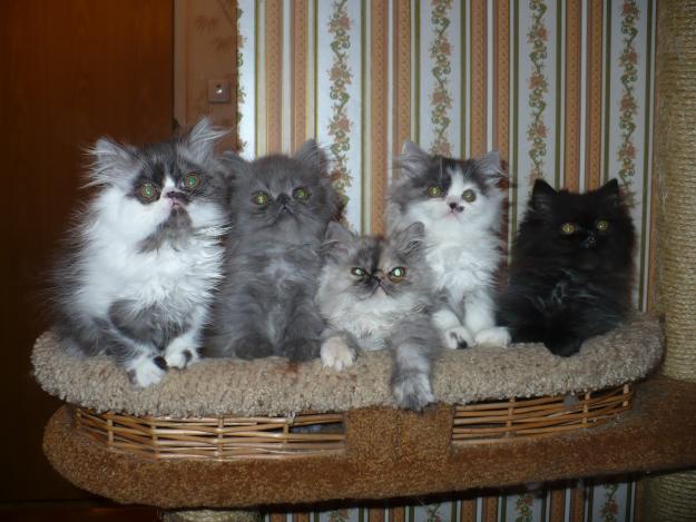 Авито породы кошек. Полуперсидский кот серый. Черный персидский котенок. Полуперсидские котята. Полуперсидский кот голубой.