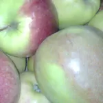 Яблоки польские от производителя