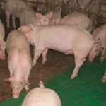 Продаем свинину живым весом (разновес)