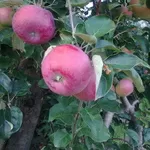 Польское яблоко - урожай 2013 года