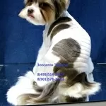 Стрижка и тримминг собак в Москве. 