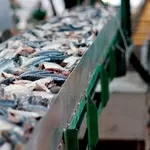 Линии производства рыбных консервов
