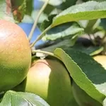 Саженцы яблони оптом и в розницу
