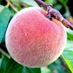 Крупномеры персика из питомника