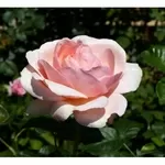 Саженцы роз из питомника