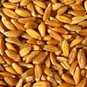 Пшеница Полба продажа круглый год.