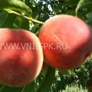 Персик из Молдавии 