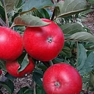 Яблоки из Молдавии