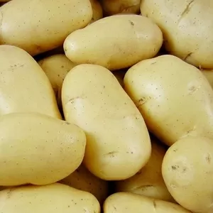 Картофель  из Молдавии