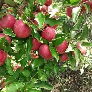 Яблоки,  Айдаред на экспорт из Молдавии