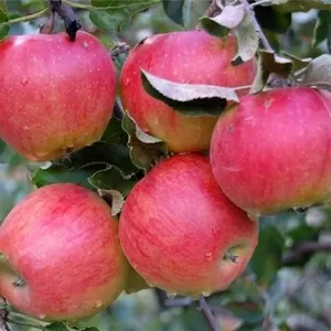 Яблоки Прима на экспорт из Молдавии