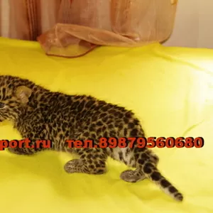 Продаю котят Леопарда (Panthera pardus orientalis). animalsimport.ру. 