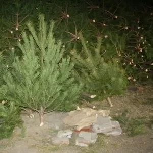 Куплю оптом новогодние елки/сосны 