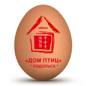 Прямые поставки инкубационного яйца Cobb-500 и Ross-308 из Польши,  Чех