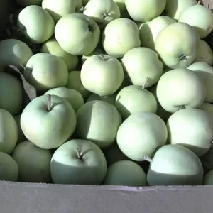 Яблоки краснодарский край