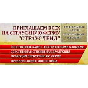 Страусленд  - страусиная ферма приглашает вас в гости!