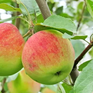 Крупномеры яблони оптом и в розницу