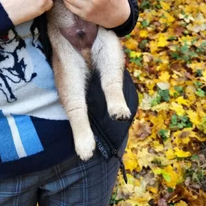 Сиба ину мальчик с документами РКФ 