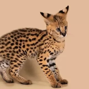 Очаровательные котята сервала доступны для покупки прямо сейчас!