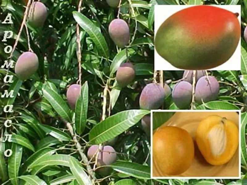 Масло манго,  100% натуральное 2