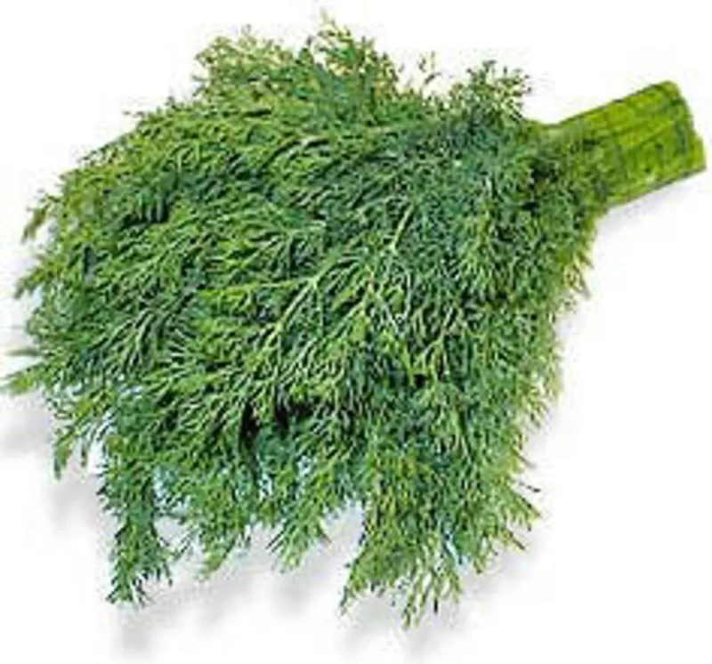 продаю свежую зелень укроп петрущку и кинза(вирошенно в грузие)