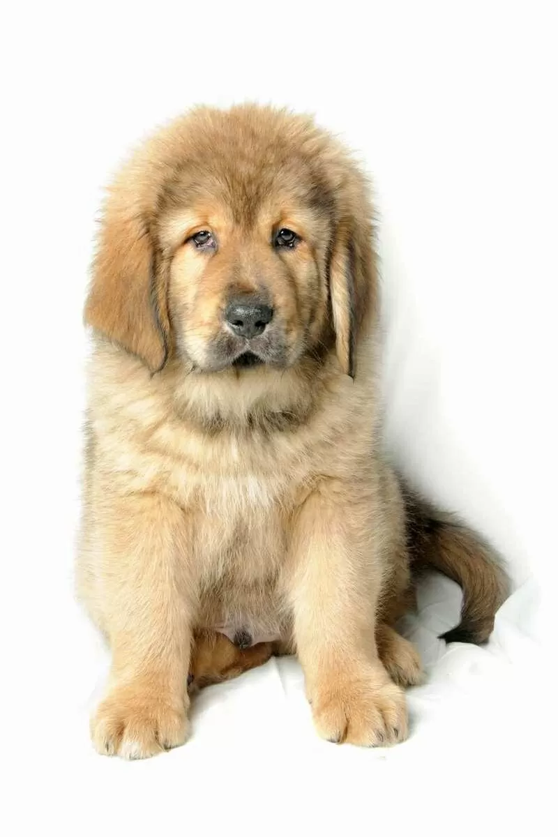 Щенки тибетского мастифа красивая и редкая порода собак для охраны и к