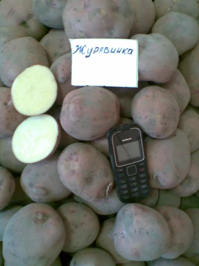 Продам овощи из Беларуси 3