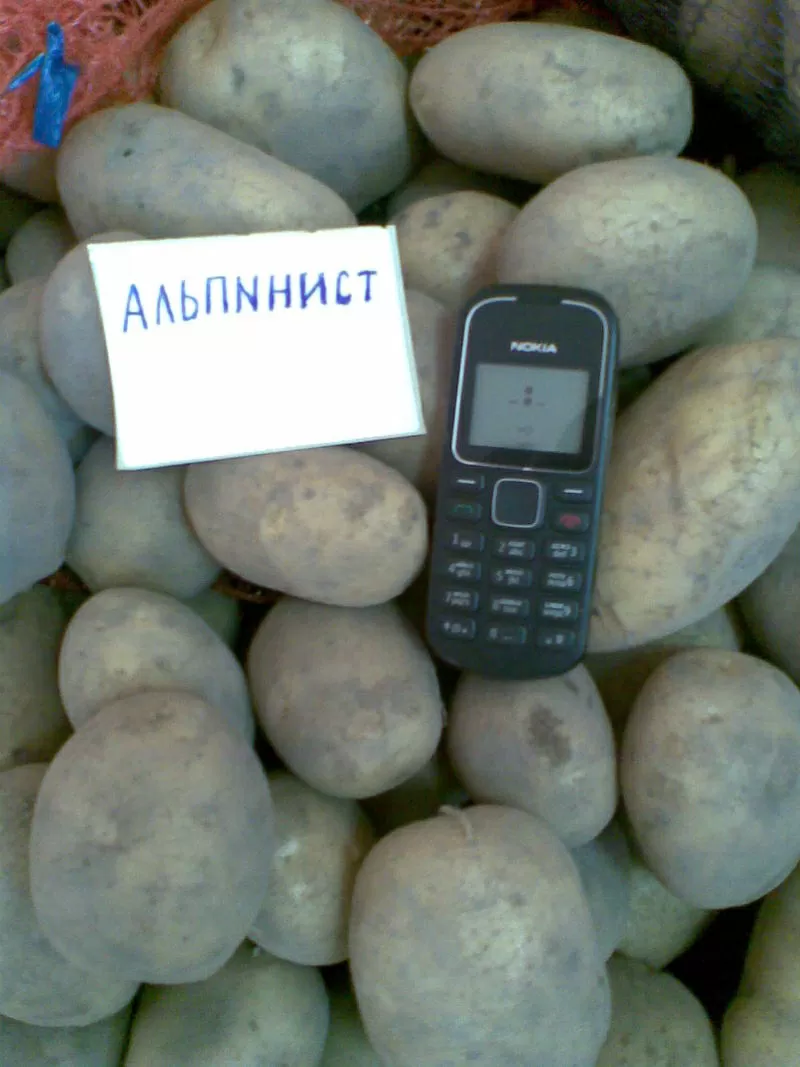 Продам овощи из Беларуси 6