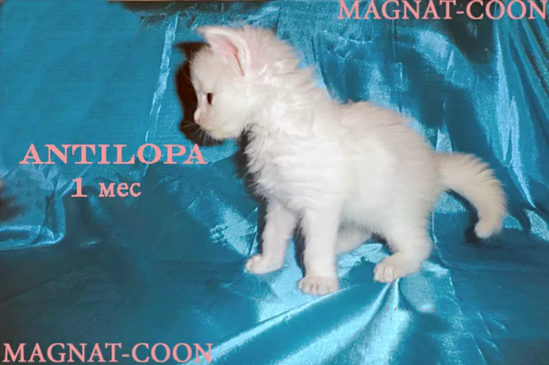 Котята Гиганты породы Мейн Кун, Вязка 2