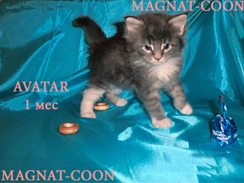 Котята Гиганты породы Мейн Кун, Вязка 6