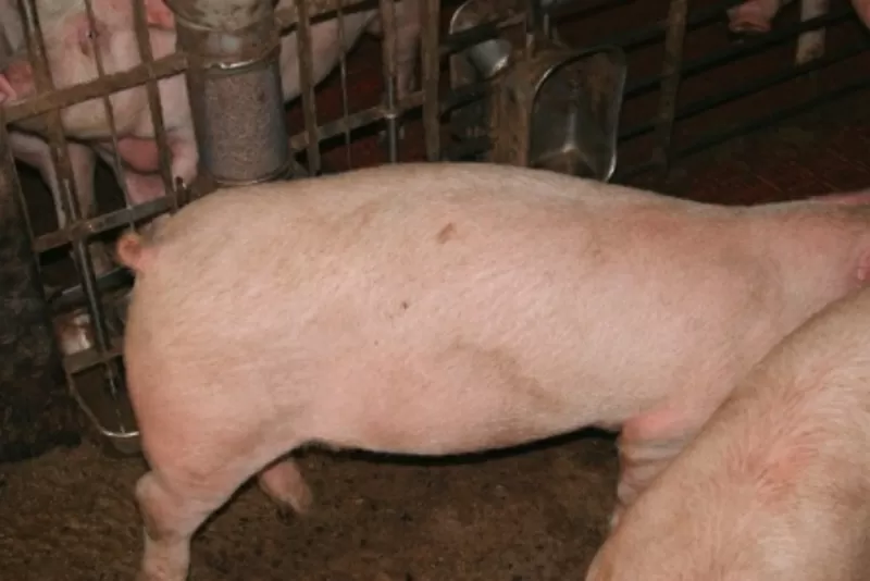 Продаем свинину живым весом (разновес) 3