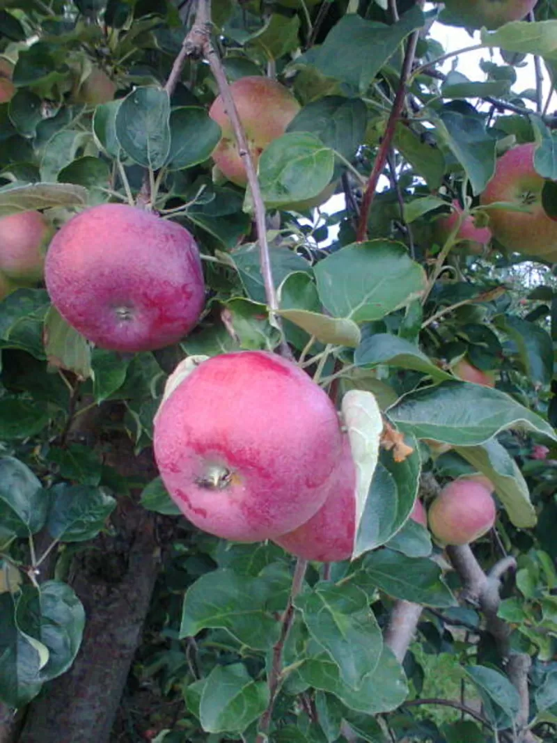 Польское яблоко - урожай 2013 года