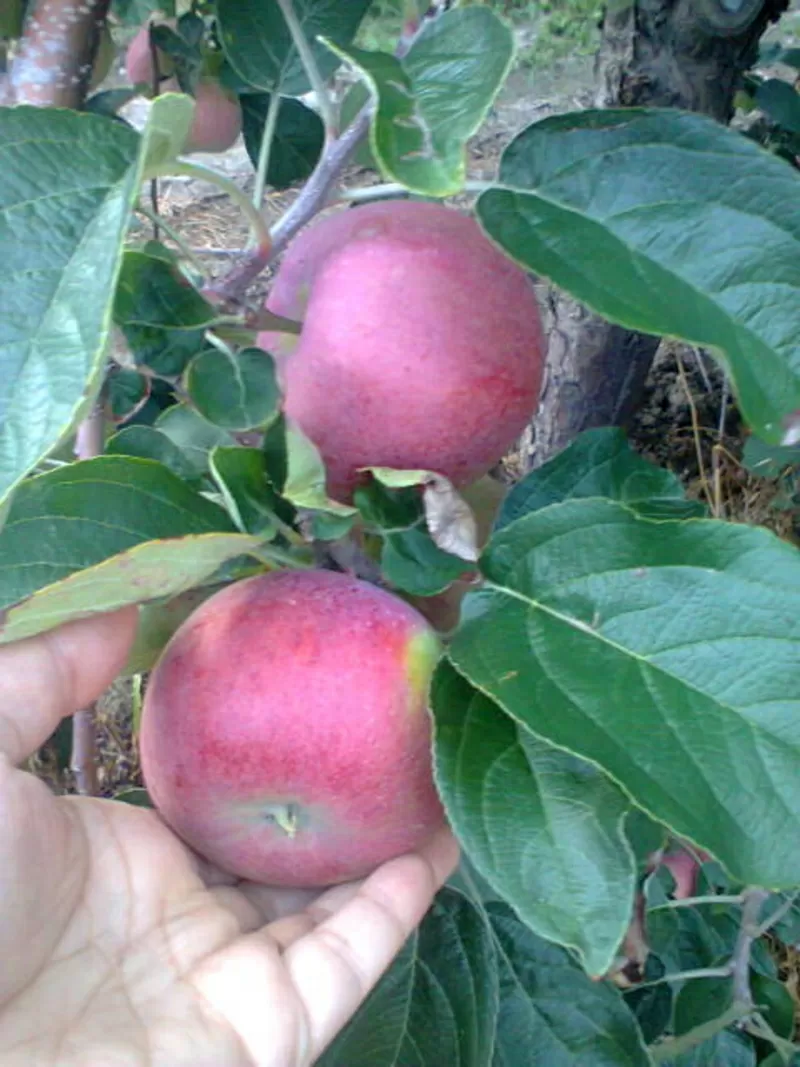 Польское яблоко - урожай 2013 года 2