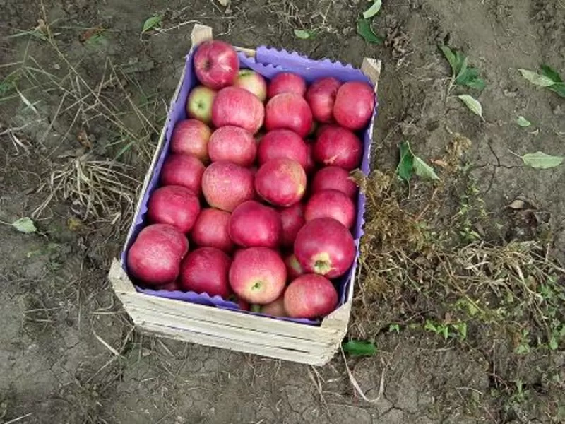 Яблоки,  Айдаред на экспорт из Молдавии 2