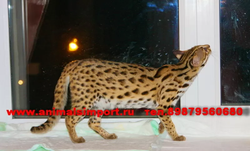 Продаю котят АЛК(Азиатской леопардовой кошки/Бенгальской кошки) 