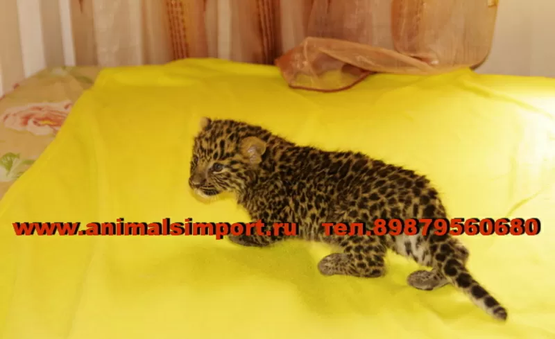 Продаю котят Леопарда (Panthera pardus orientalis). animalsimport.ру. 