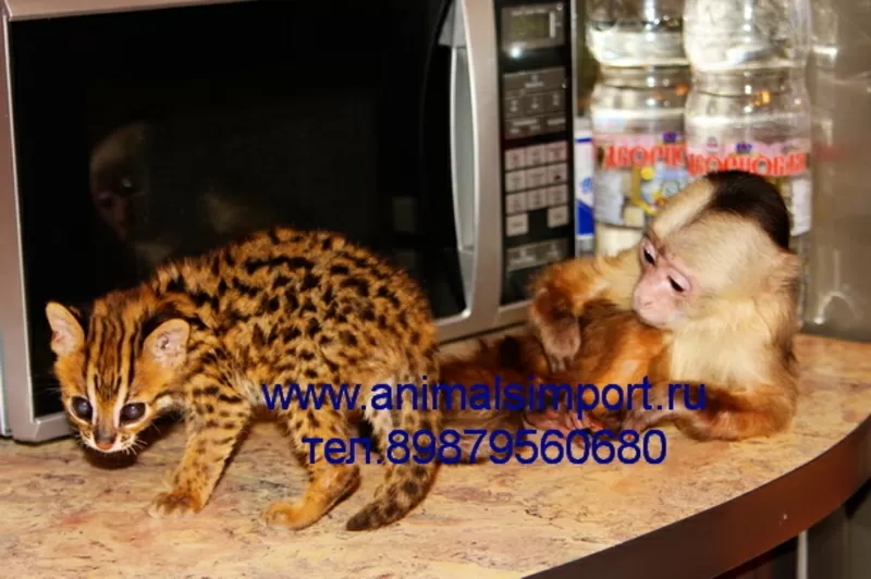 Продаются необыкновенные котята азиатской леопардовой кошки.