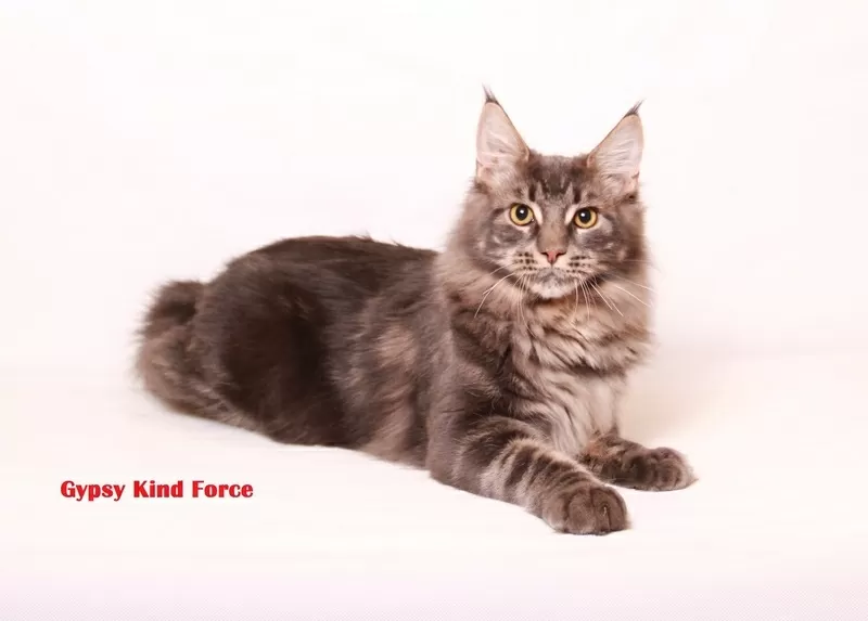 Питомник «Kind Force» предлагает котят Мейн-Кун 4