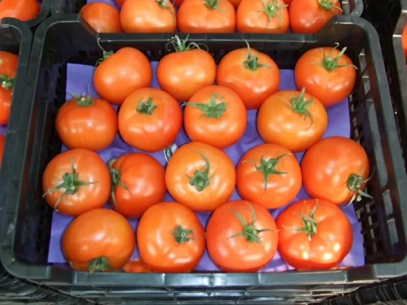 томаты, огурцы, перец, баклажан непосредственно из Испании  5
