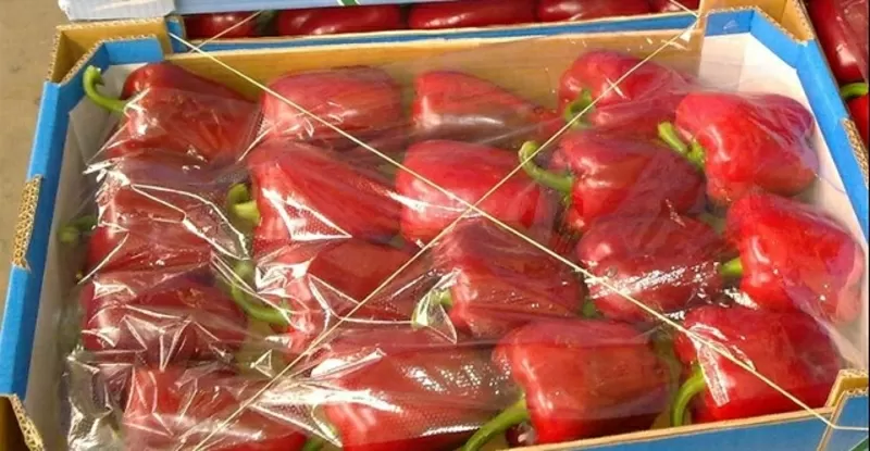 томаты, огурцы, перец, баклажан непосредственно из Испании  15
