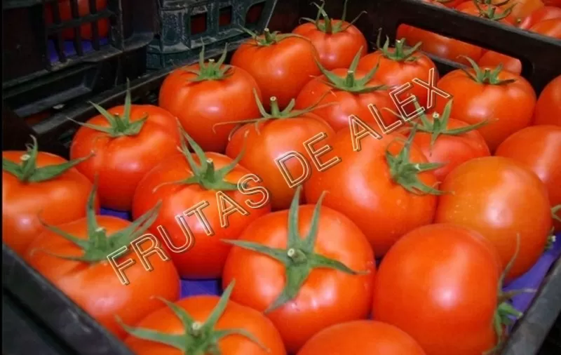 томаты, огурцы, перец, баклажан непосредственно из Испании  20