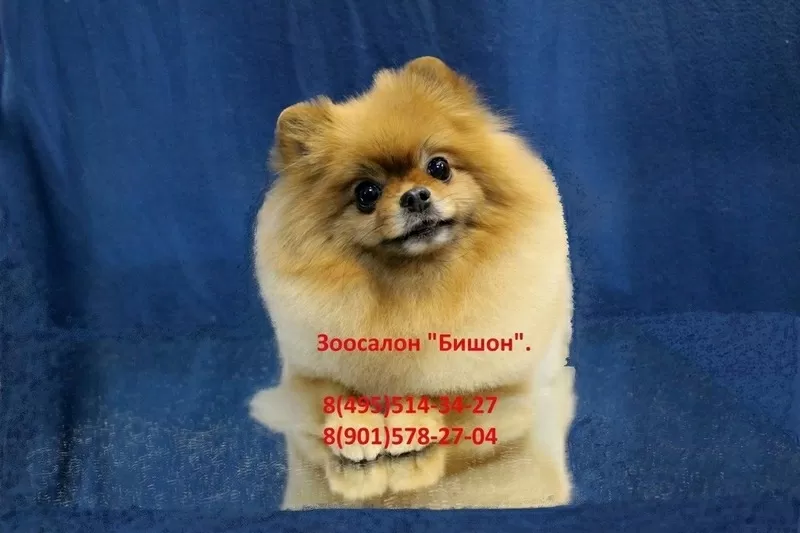 Стрижка и тримминг собак в Москве.  3