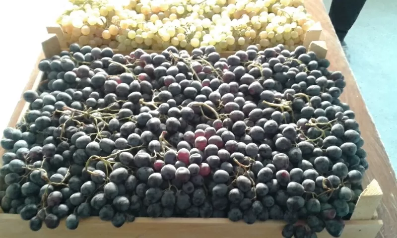 Виноград из Армении от производителя 4