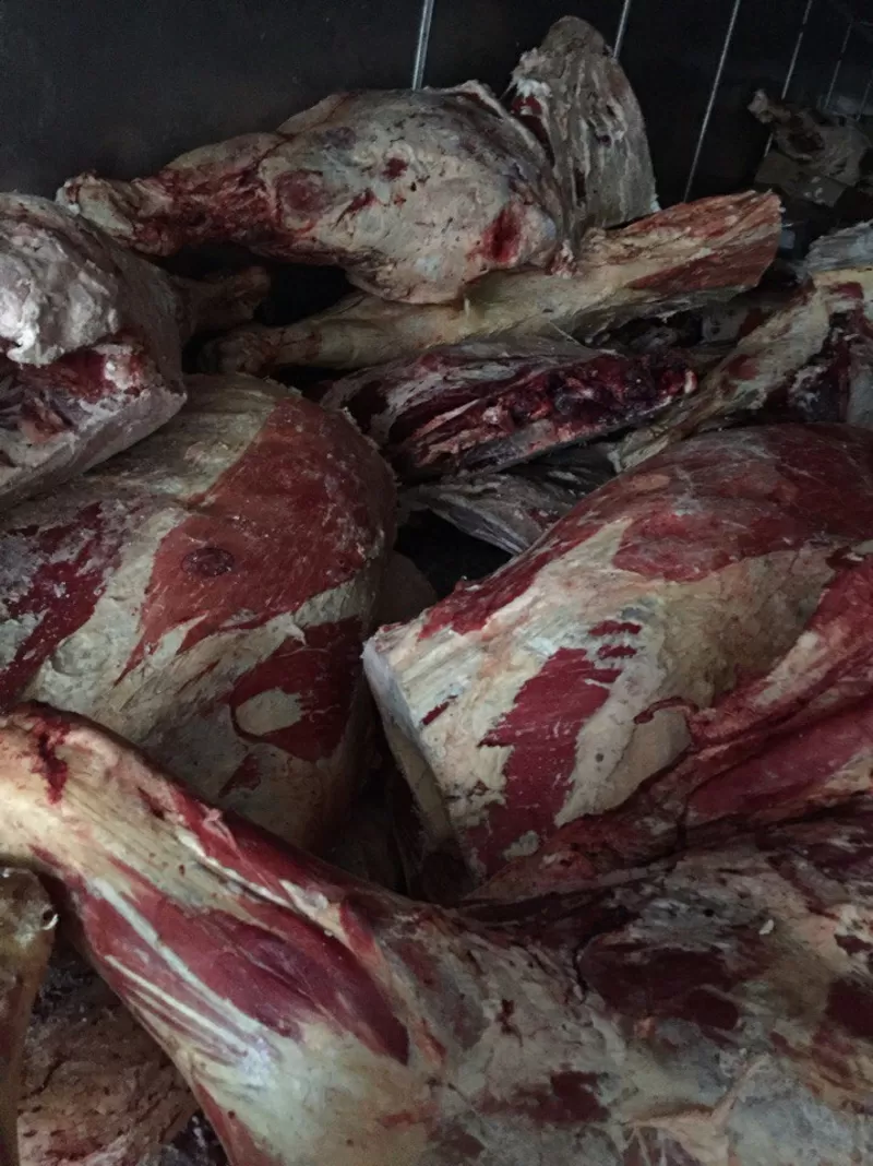 Мясо Говядина,  Свинина,  Баранина оптом из Хакасии от производителя.