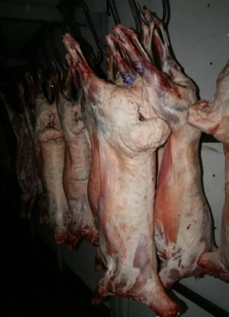 Мясо Говядина,  Свинина,  Баранина оптом из Хакасии от производителя. 3