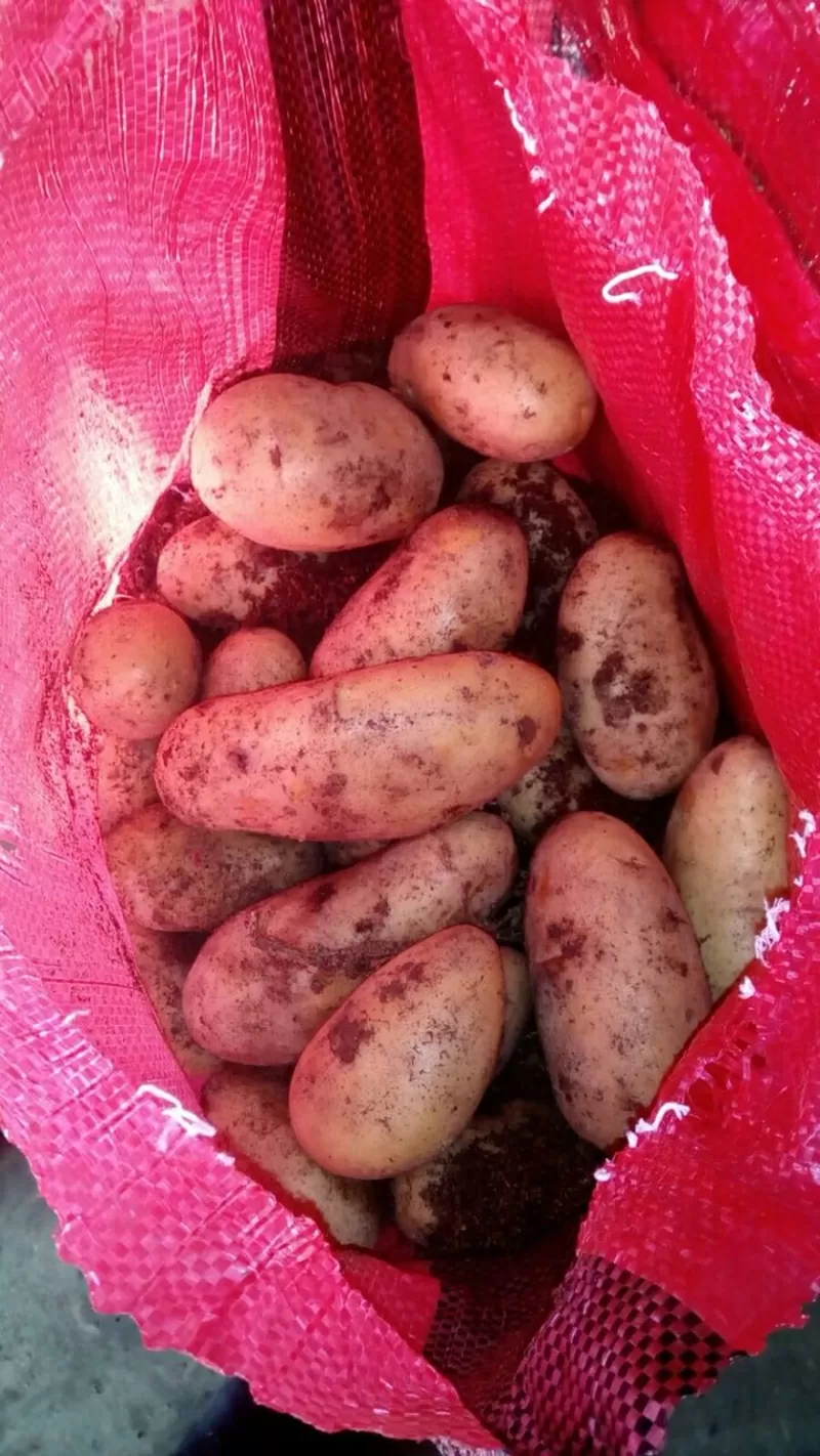 Продам картофель 2