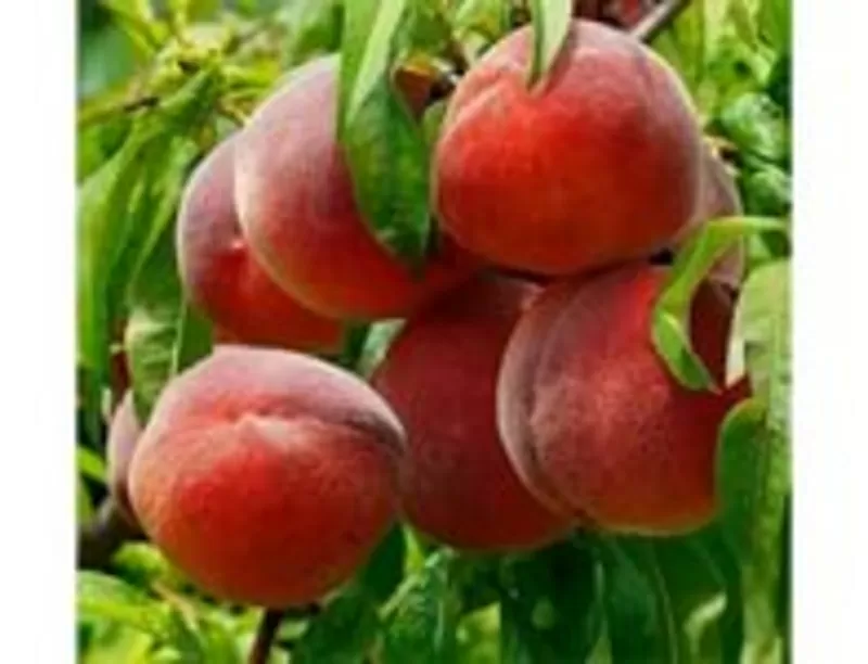 Саженцы персика из питомника недорого