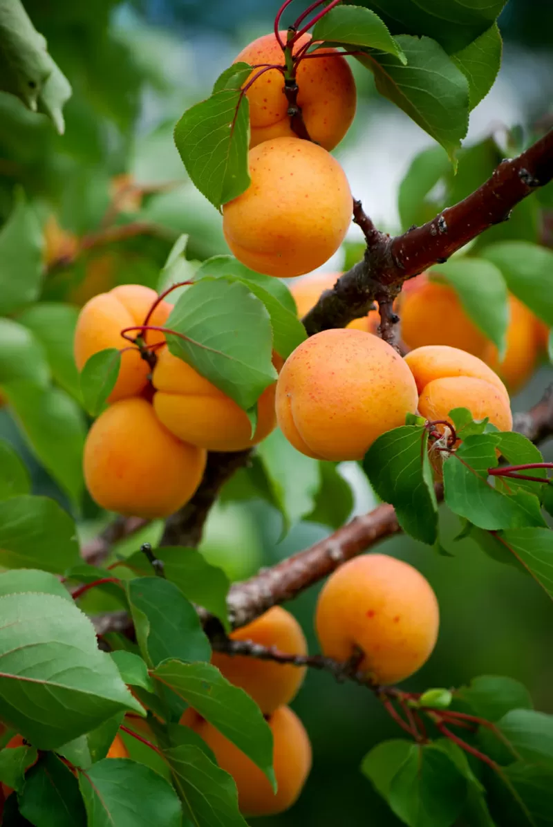 Крупномеры абрикоса недорого от производителя