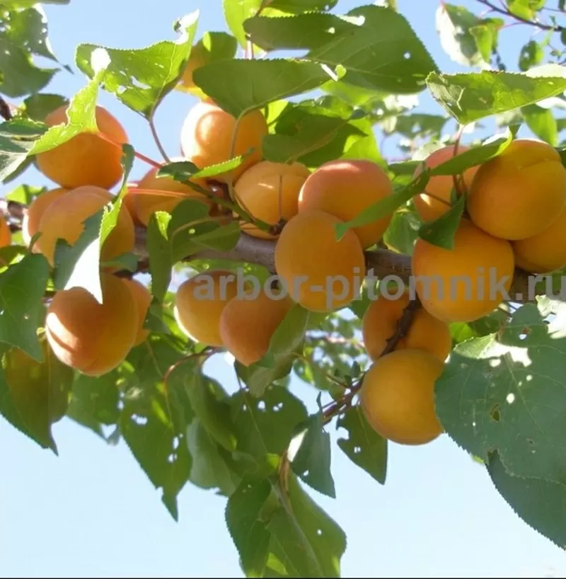 Плодовые деревья из питомника,  саженцы крупномеры 6