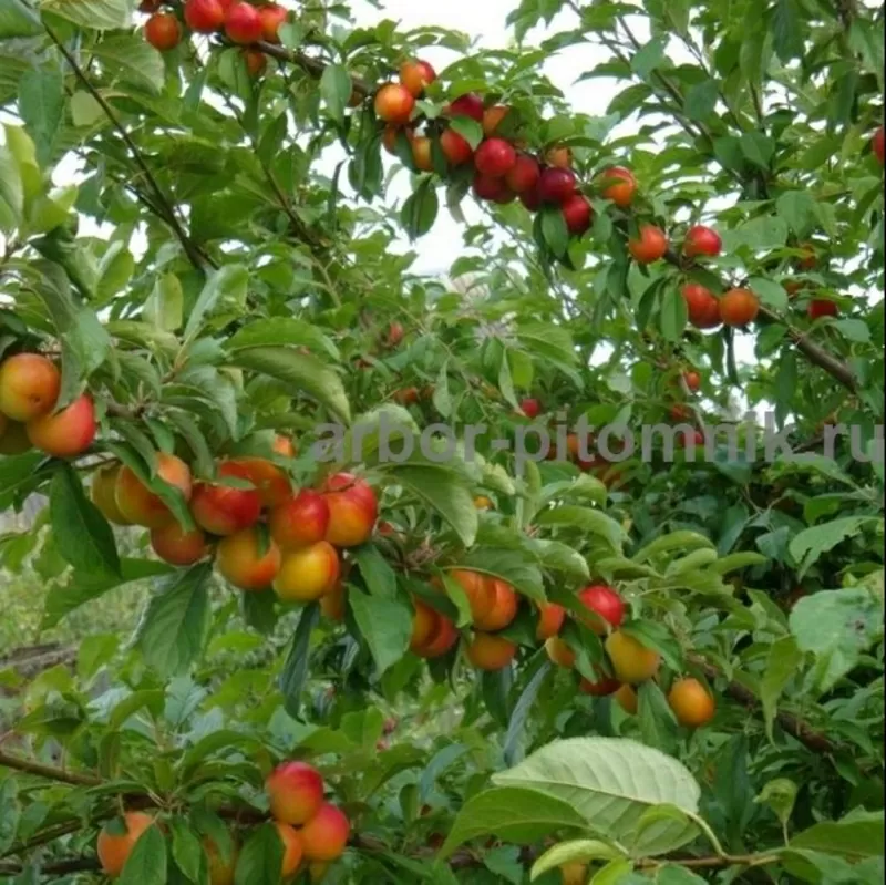 Плодовые деревья из питомника,  саженцы крупномеры 8